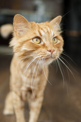 Domestic cat with ginger fur is sitting on the floor after grooming and trimming during summer, animal care concept
