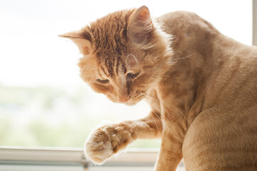 Trimmed cat with ginger fur is sitting on windowsill after grooming and trimming during summer,...