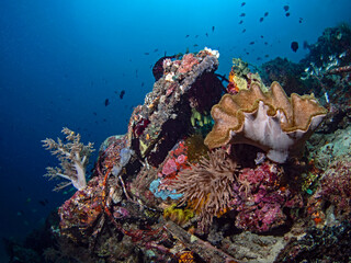 Species-rich coral reef in North Sulawesi