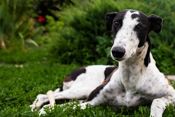 Greyhound dog portrait on the background of nature on a summer day.
