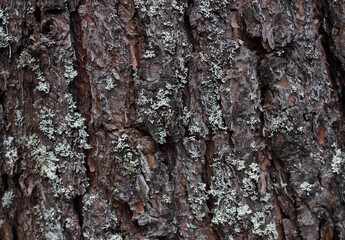 Textured surface of cracked bark of an old tree