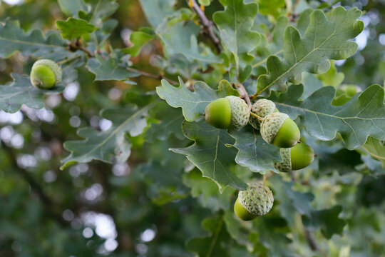 Growing green, unripe acorns on an oak branch. Seeds, fruits, nuts of a forest tree. Autumn. Oak acorn.