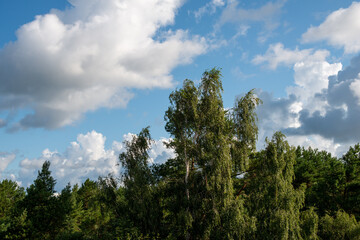 Tree tops on a cloudy sky background.