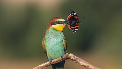 beautiful bird holding a butterfly in its beak
