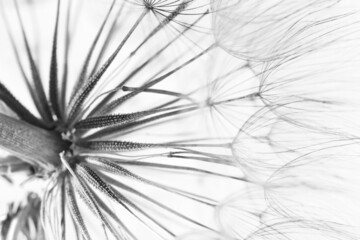 Dandelion seed head, closeup. Black and white tone