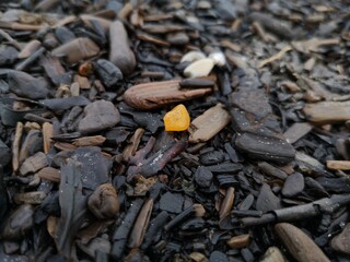 Yellow muddy small amber lying on a wood thrown by the waves of the Baltic Sea on a stormy day 