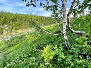 Fototapeta premium Ural Mountains near Dyatlov pass in summer in cloudy weather. Russia