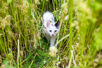Black and white kitten among the summer grass.