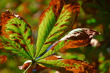 Yellow-green leaves of chestnut are affected by the disease