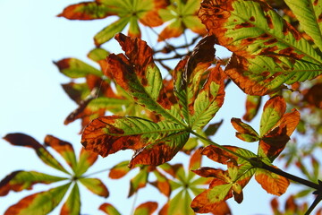 Yellow-green leaves of chestnut are affected by the disease