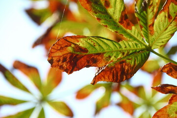 Yellow-green leaves of chestnut are affected by the disease