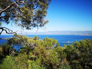 View of the green forests, coasts and cities of Cyprus and the Mediterranean Sea from a high mountain through growing coniferous trees on a sunny hot day