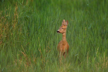 Female Roe deer on the field