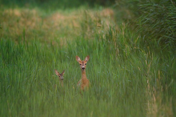 Roe deer and a fawn