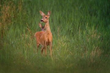 Roe deer and a fawn