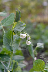 Pea plant 