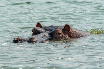 Fototapeta premium Hippo (Hippopotamus amphibius), Queen Elizabeth Park, Uganda.