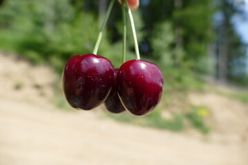 
Delicious ripe cherries, picked directly from the tree.

