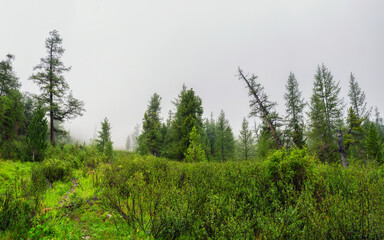 Fototapeta premium Atmospheric green forest landscape with firs in mountains. Minimalist scenery with edge coniferous forest in light mist. Alpine tranquil landscape at early morning.