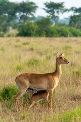 impala mother feeding her baby