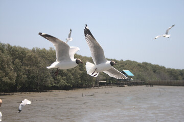 seagull on the pier
seagull
sea
city
bird
travel
transportation
sky