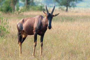 Naklejka na ściany i meble Antelope topi Uganda Queen Elizabeth park