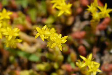 Goldmoss stonecrop