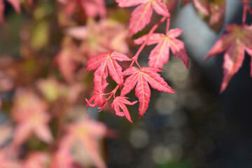 Japanese Maple Shin-Deshojo