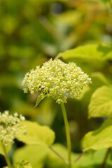 Smooth hydrangea Annabelle