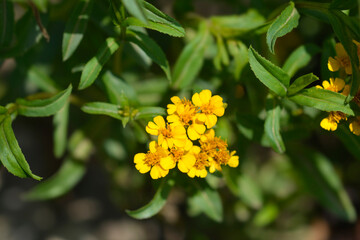 Mexican marigold