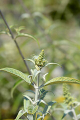 Summer lilac White Ball