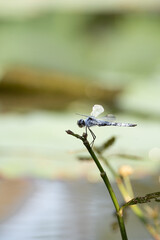 Blue dragonfly