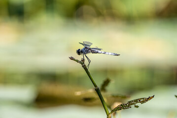 Blue dragonfly