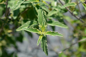 Bluebeard White Surprise