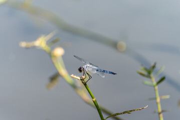 Blue dragonfly