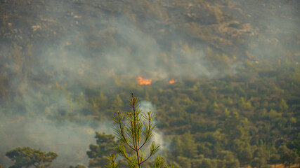 Turkey strives to put out wildfires