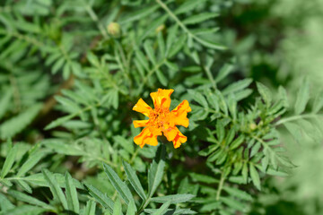Mexican marigold