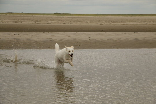 white mixed breed dog runs through the water of a pril at the north sea
