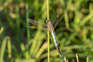 Blue dragonfly