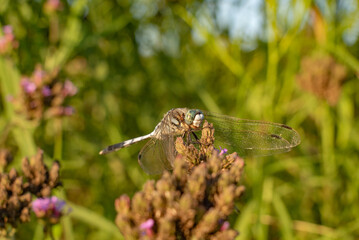 Dragonfly