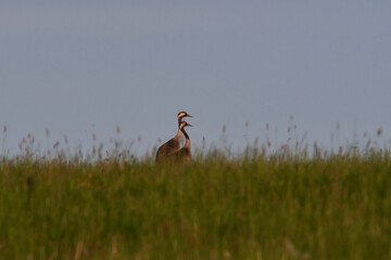 Grauer Kranich auf dem Erzgebirgskamm