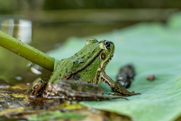 Frog on a lillypad