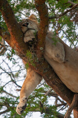 The famous Lions climbing trees in Queen Elizabeth National Park in Uganda