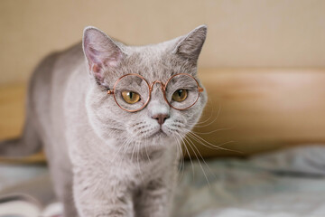 Gray cat with glasses looks at the camera. Smart pet. Animal librarian.