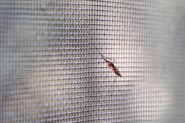 Mosquito closeup anti mosquito insect bug screen