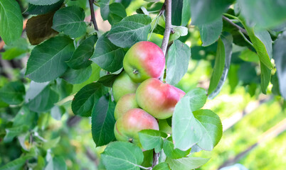 Fresh young apples in the garden in summer on a branch.