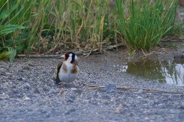 Stieglitz an einer Pfütze