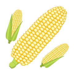 Corn cobs vector cartoon flat icon of sweet vegetable isolated on white background