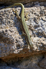 Common wall lizard sunbathing on a rock in the morning (Podarcis Muralis)	