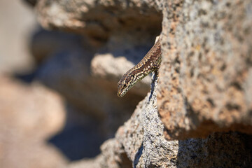 Common wall lizard sunbathing on a rock in the morning (Podarcis Muralis)	